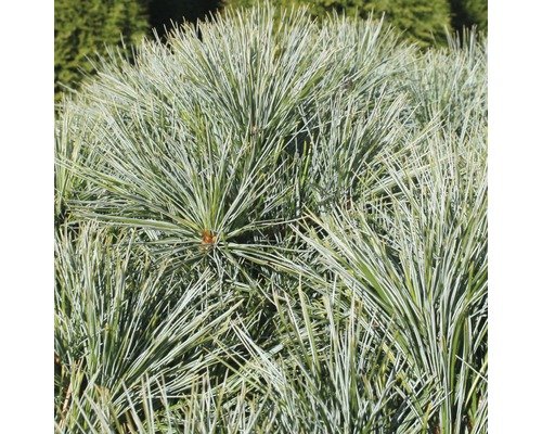 Zwergseidenkiefer Pinus strobus 'Minima' 25-30 cm