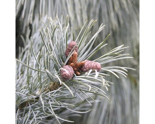 Blaue Mädchenkiefer Botanico Pinus parviflora 'Negishi' H 50 cm Co 4,5 L