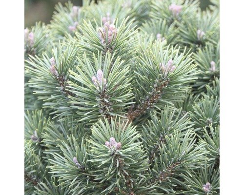 Kugel-Kiefer Botanico Pinus mugo 'Mops' H 30 cm Co 10 L
