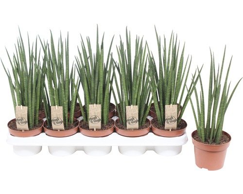 Bogenhanf FloraSelf Sansevieria bacularis 'Mikado' H 40 cm Ø 15 cm Topf