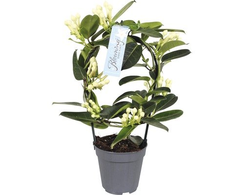 Kranzschlinge FloraSelf Stefhanotis floribunda 12er Topf