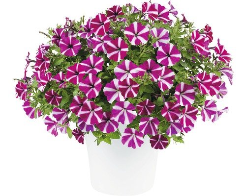 Petunie FloraSelf Petunia Hybride 'Amore Joy' Ø 12 cm Topf