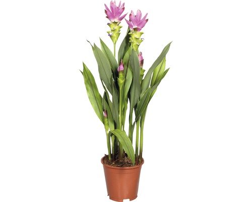 Curcuma FloraSelf Curcuma alismatifolia 15er Topf rosa