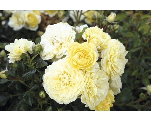 Edelrose FloraSelf Rosa x Hybride Co 5L gelb, orange