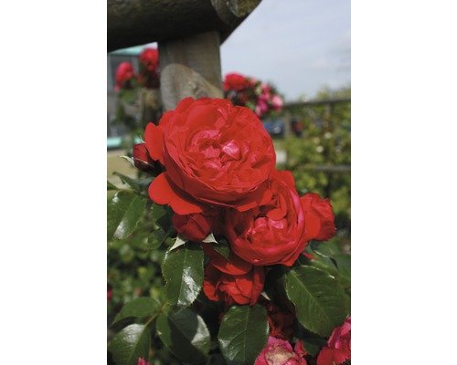 Beetrose FloraSelf Rosa x Hybride Co 5L rot