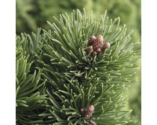 Zwerg-Kiefer Botanico Pinus mugo 'Picobello' H 20 cm Co 3,7 L