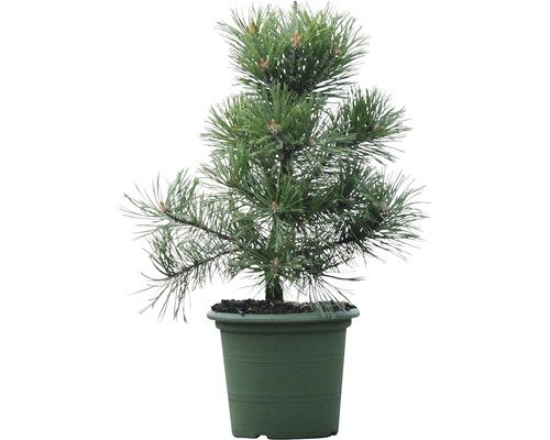 Strauch-Kiefer Botanico Pinus mugo 'Gnom' H 30 cm Co 6 L