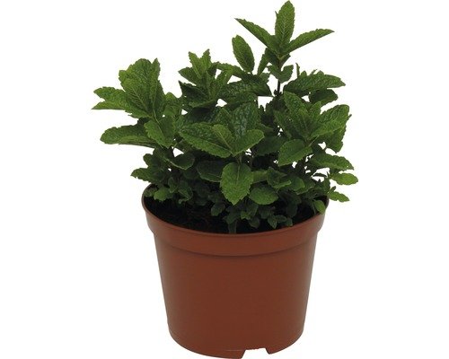 Bio Marrokanische Minze FloraSelf Bio 18er Topf