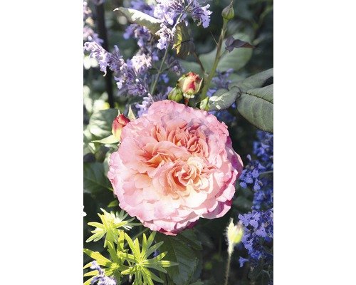 Edelrose Rosen Tantau Rosa 'Augusta Luise®' 20-70 cm
