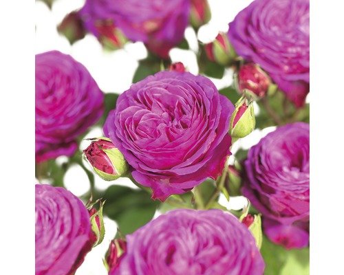 Beetrose FloraSelf Rosa 'Heidi Klum' H 15-60 cm Co 3 L