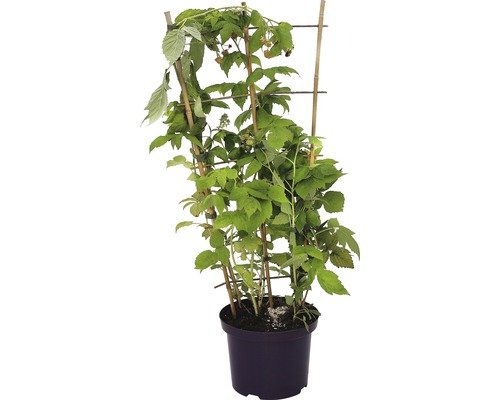 Sommerhimbeere "Fallgold" FloraSelf 80-100 cm