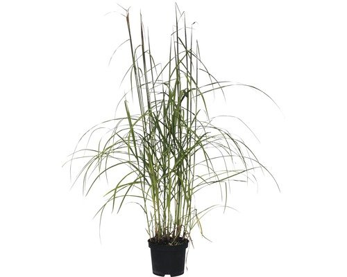 Chinaschilf Malepartus FloraSelf 100-125 cm
