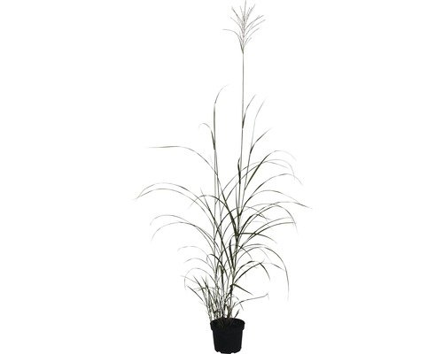 Chinaschilf FloraSelf Silberfeder 100-125 cm