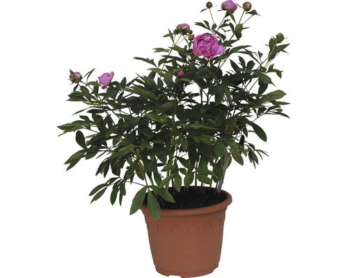 Pfingstrose FloraSelf Dr.Alexander Fleming 40-50 cm dunkelrosa