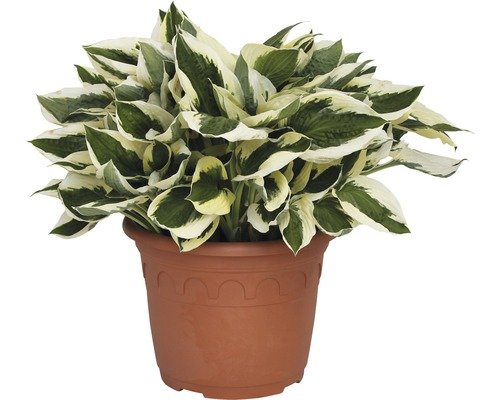 Goldrand-Funkie FloraSelf Patriot 40-50 cm hellviolett