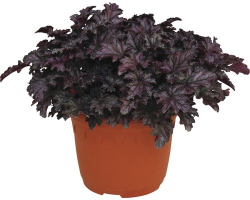 Purpurglöckchen FloraSelf Blackberry Jam 15-20 cm