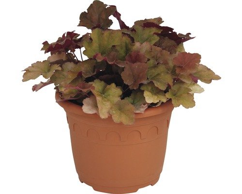 Purpurglöckchen FloraSelf Creme Brûlée 15-20 cm orange