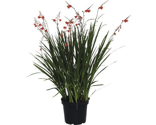 Montbretie FloraSelf Red King 40-50 cm rot