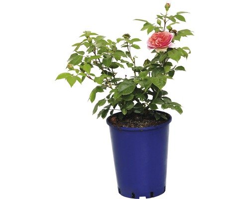 Nostalgierose, Edelrose FloraSelf Chippendale® 40-60 cm orange