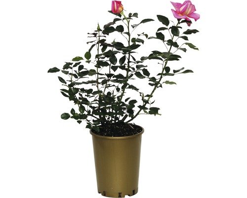 Duftrose, Edelrose FloraSelf Parfum Royal® 40-60 cm rosa-pink