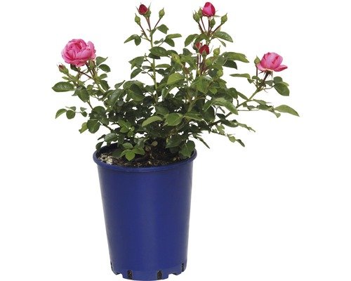 Nostalgierose, Beetrose FloraSelf Nostalgie® 40-60 cm cremeweiss-rot