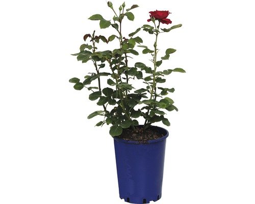 Nostalgierose, Edelrose FloraSelf Charlottenburg® 40-60 cm pfirsichfarben