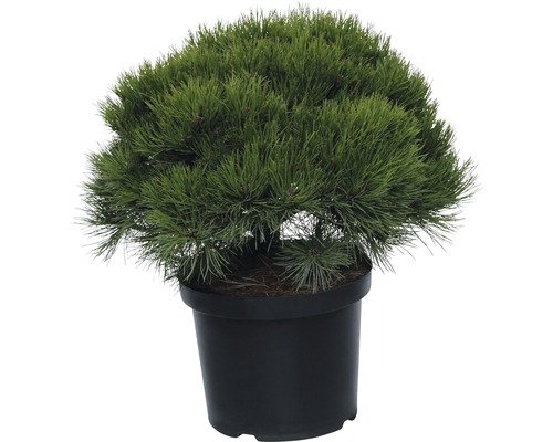 Zwerg Schwarzkiefer FloraSelf Marie Brégeon 40-50 cm