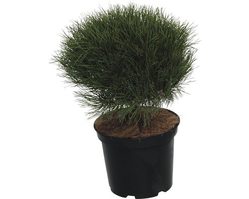 Zwerg Schwarzkiefer FloraSelf Marie Brégeon 30-35 cm