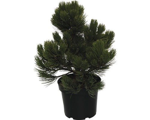 Zwerg Schlangenhautkiefer FloraSelf Compact Gem 40- 50 cm