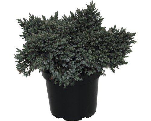 Blauer Zwergwacholder FloraSelf Blue Star 30-35 cm