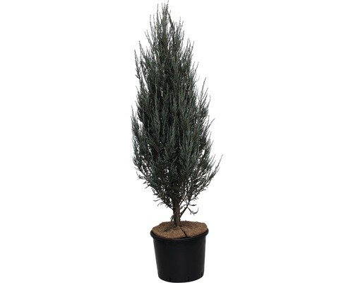 Blauer Raketenwacholder FloraSelf Blue Arrow 100-125 cm