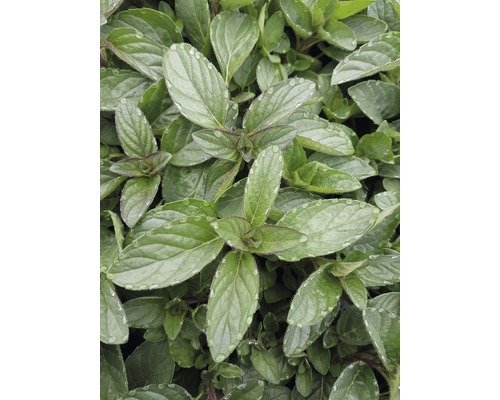 Zitronen Minze FloraSelf® Hilary's Sweet Lemon 12er Topf