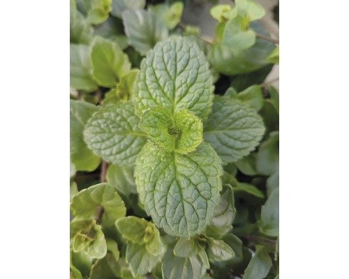 Apfel Minze FloraSelf® 12er Topf