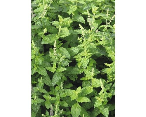 Erdbeer Minze FloraSelf® 12er Topf