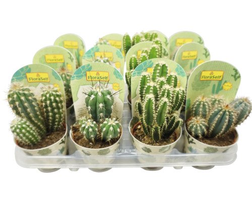 Cereus Mix FloraSelf Ø 9 cm Topf zufällige Sortenauswahl