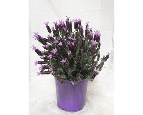 Schopflavendel FloraSelf Lavandula stoechas Ø 18 cm Topf