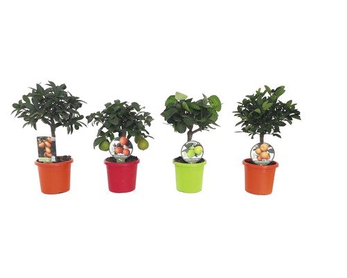 Zitruspflanze Citrus Mix 15er Topf