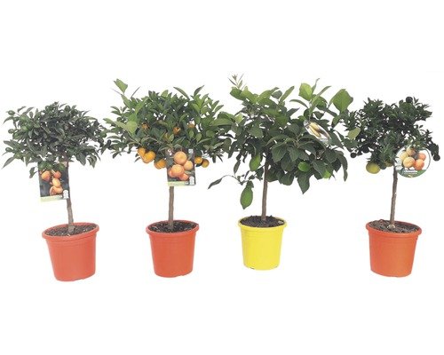 Zitrus 'Citrus Mix'