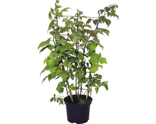 Himbeere FloraSelf spät, 80-100 cm orangerot