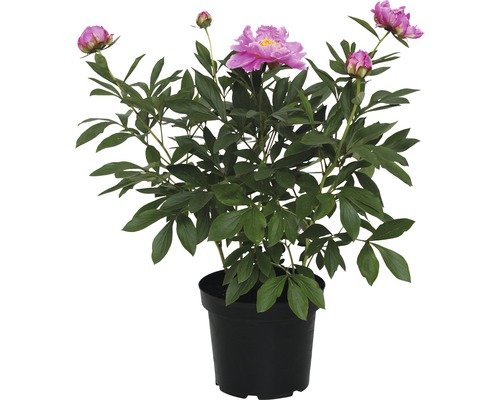 Pfingstrose FloraSelf Dr.Alexander Fleming 40-50 cm dunkelrosa