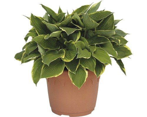 Goldrand-Funkie FloraSelf Aureomarginata 40-50 cm violett