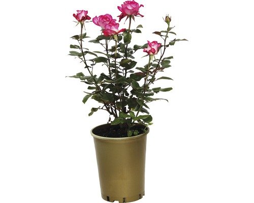 Duftrose, Edelrose FloraSelf Julia® 40-60 cm weiss-rot