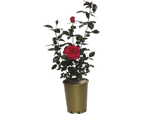 Duftrose, Edelrose FloraSelf Grande Classe® 40-60 cm gelb