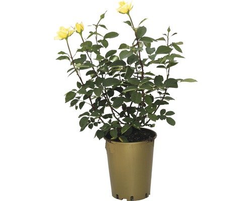 Duftrose, Edelrose FloraSelf Golden Silk® 40-60 cm gelb
