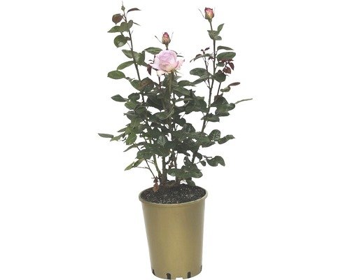 Duftrose, Edelrose FloraSelf Blue Girl'® 40-60 cm lavendelblau