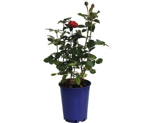 Nostalgierose, Edelrose FloraSelf Piano® 40-60 cm rot