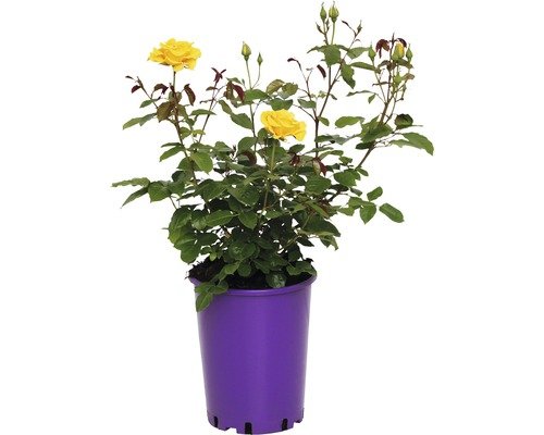 ADR Rose, Beetrose FloraSelf Westart® 40-60 cm gelb