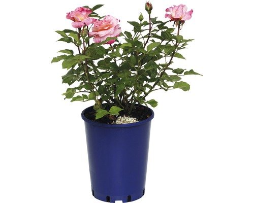 Nostalgierose, Edelrose FloraSelf Augusta Luise® 40-60 cm pfirsichfarben