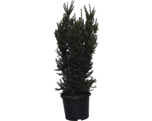 Kegel Eibe FloraSelf Taxus media Hillii 80-100 cm