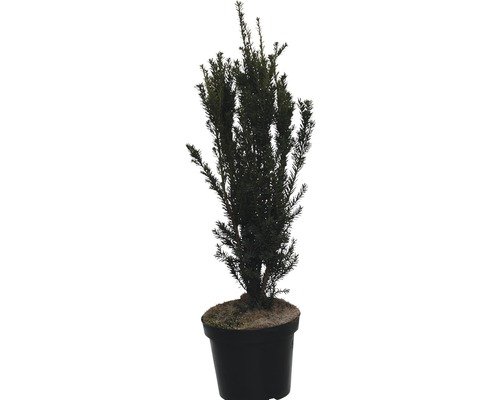 Kegel Eibe FloraSelf Taxus media Hillii 50-60 cm